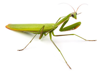 Mantis