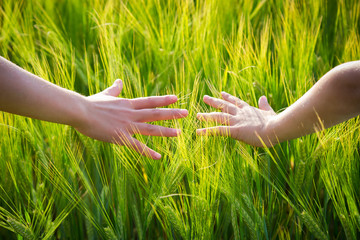 kid hands in wheat ears