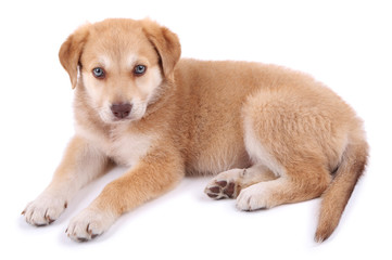 Little cute Golden Retriever puppy, isolated on white