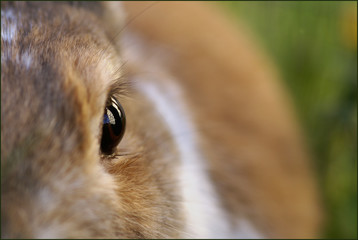Kaninchen Auge © Sepia Design