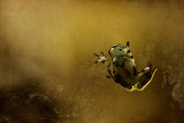 Frosch klebt an Scheibe