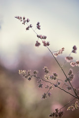 Closeup of wild grass ears on blurred nature background