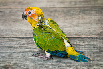 Baby Sun Conure Parrot on the wooden background