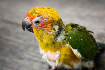 Baby Sun Conure Parrot on the wooden background