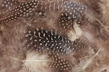 beige feathers