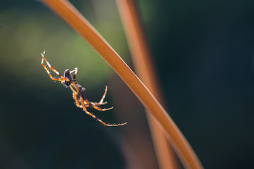 Spinne über Kopf