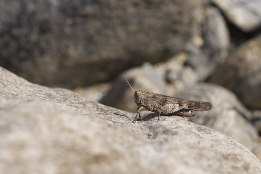 Heuschrecke getarnt