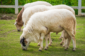 Naklejka na ściany i meble White sheep in the field