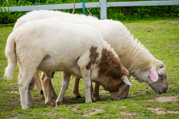 White sheep in the field
