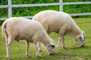 Obraz na płótnie Canvas White sheep in the field