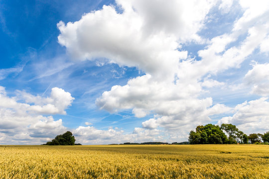 Beautiful landscape - field and blue sky