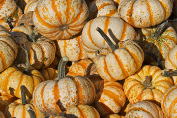 Striped Gourds