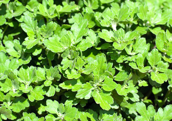 Green leaves background