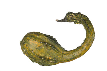 Swan Gourd