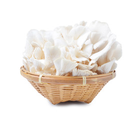 mushroom on white background