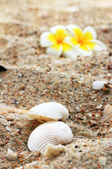 White frangipani flower and shell on sand.