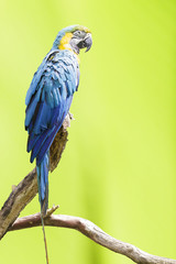 The potrait of Blue & Gold Macaw