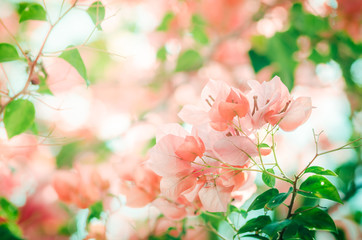 Obraz premium Paper flowers or Bougainvillea vintage