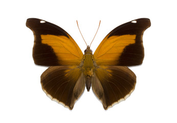 isolated tropical butterfly Historis odius