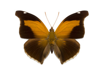 isolated tropical butterfly Historis odius