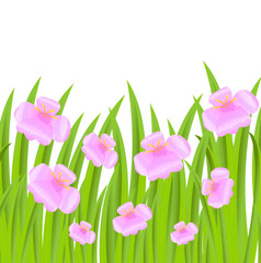 background  with flowers