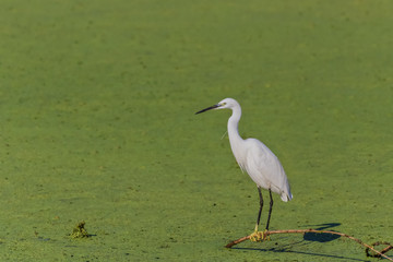 Little egret (Egretta garzetta)
