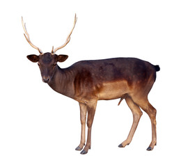  full length of deer  buck
