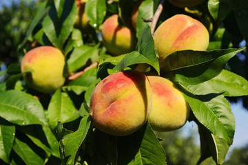 peach tree