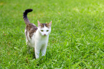 Beautiful cat on green grass in park