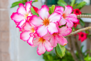 Flower near swimming pool - Thai Flower