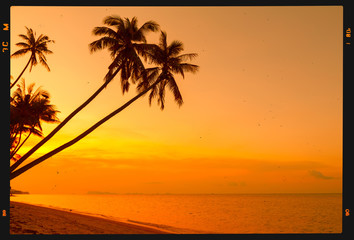 Fototapeta na wymiar Tropical palm trees on beach at sunset, retro stylized