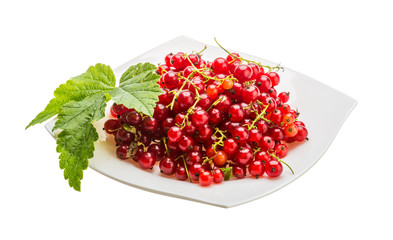 Red currant