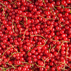 red currants background