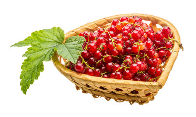 Red currant
