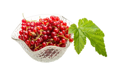 Red currant