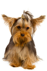 Yorkshire terrier