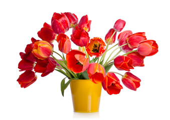 Beautiful bouquet of colorful tulips in yellow pot isolated on w