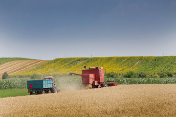 Fototapeta premium Harvesting wheat