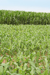 due campi di mais_ campagna