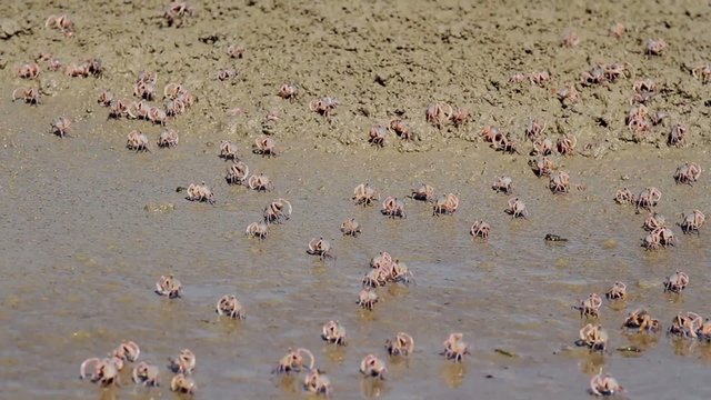Fiddler crab
