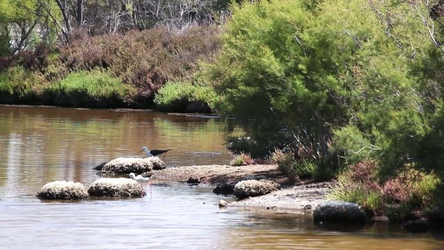 Slits, cig&uuml;e&ntilde;uelas en el Guadalhorce