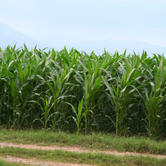 campo di mais verde_ campagna
