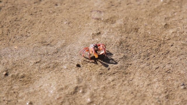 Fiddler crab