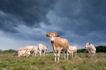 Fototapeta na wymiar cattle on pasture