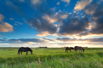 horses grazing on pasture at sunset