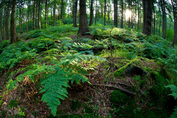 Obraz premium sunshine in coniferous forest