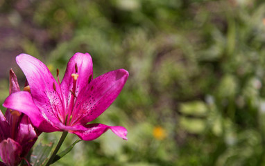 bright purple lily