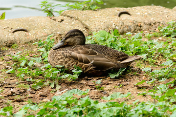 Duck sat in grass