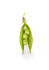 Open pod with peas