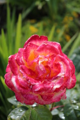 Pink and Yellow Rose